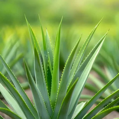 Agave Inulin