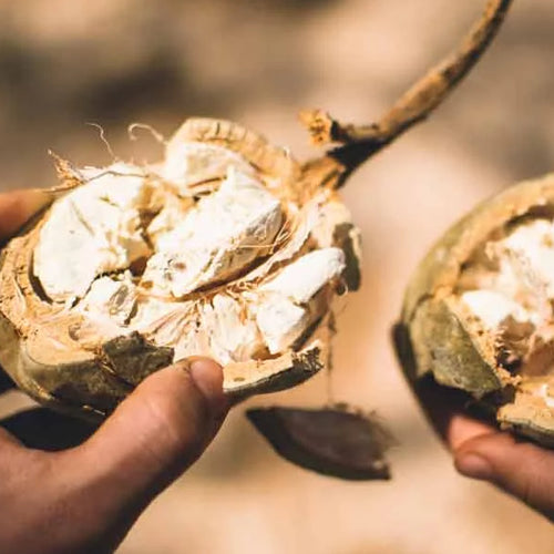 Baobab