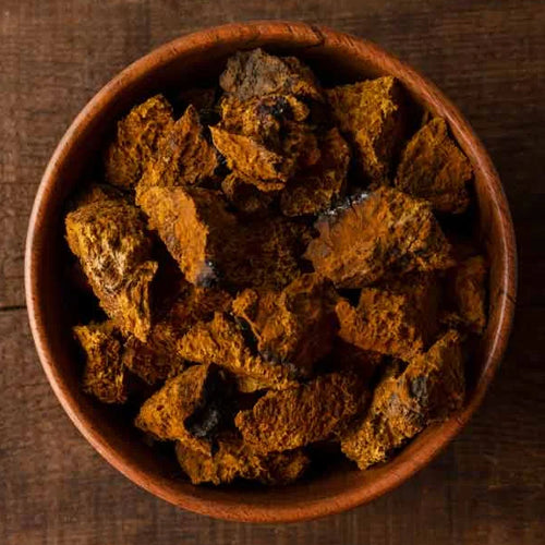 Chaga (Inonotus obliquus)