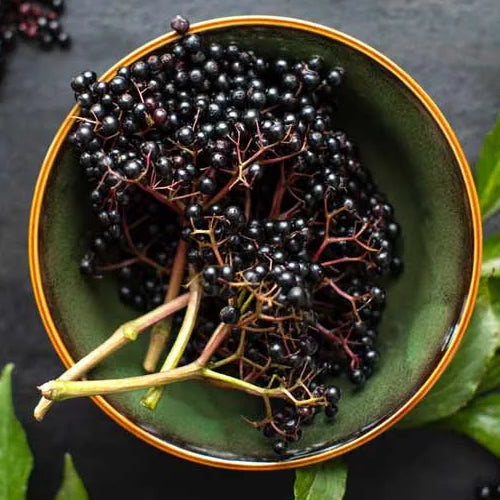 Elderberry