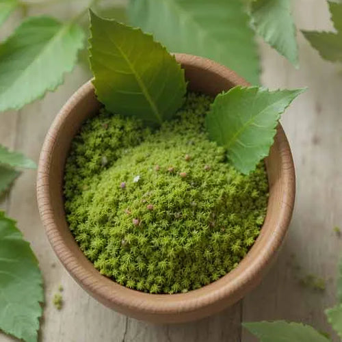 Gotu Cola (Centella Asiatica)