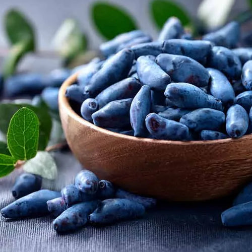 Haskap Berries