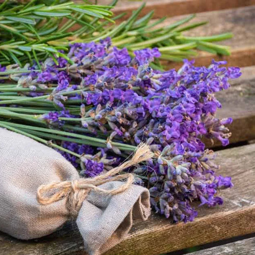 Lavender (Lavendula Officinalis)