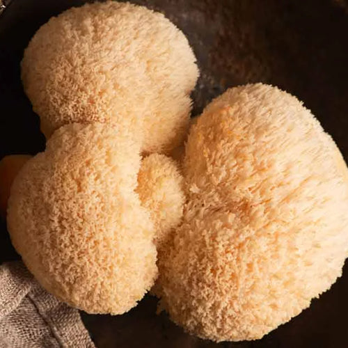 Lions Mane - Dual Extract