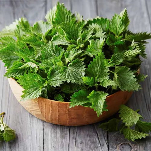 Nettle Leaf