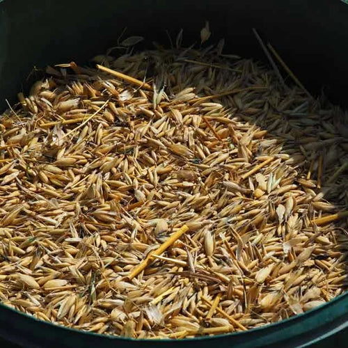 Oat Seed