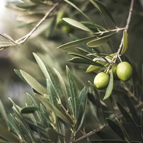 Olive leaf