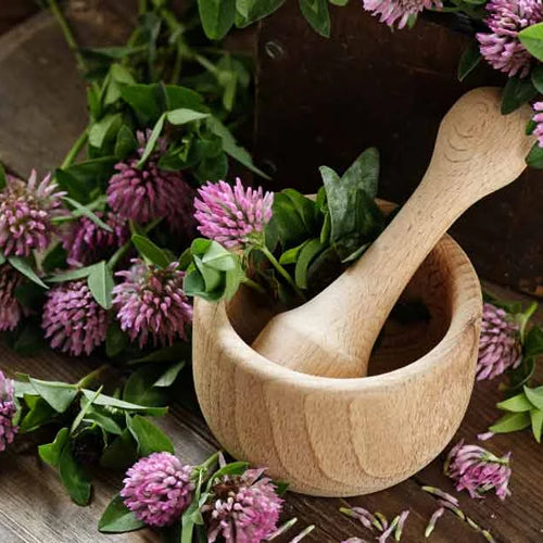 Red Clover