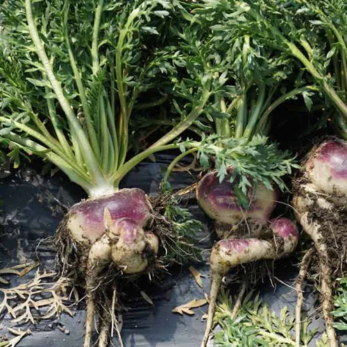 Red Maca