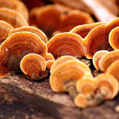 Reishi Spore