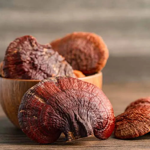 Reishi Dual Extract