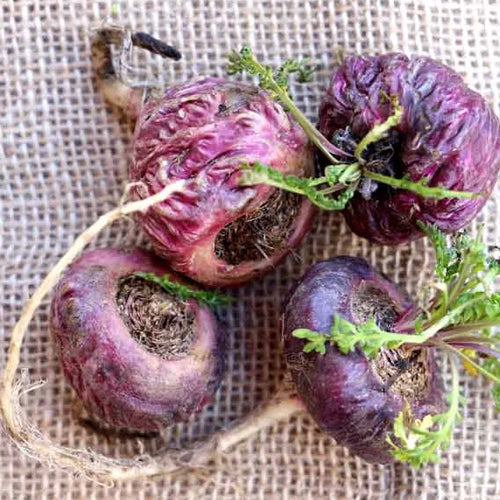 Maca